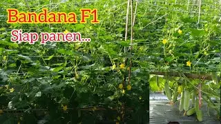 timun Bandana F1 usia 34 hst siap panen