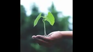 Creating A Food Forest Permaculture Workshop