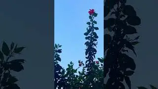 Leaves 🍃 #peace #tree #naturelovers #beGreen #nature #ytshorts #love