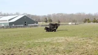 Wide shot of cows on farm