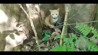 without entering the tiger's den how can you capture the tiger cub