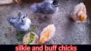 fancy chicks care challenge🐤 l chicks care tips l chooze palane ka tarika