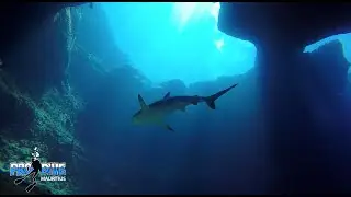 GoPro HD 4 - Shark diving in mauritius