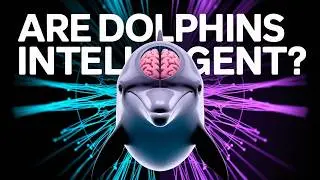 Watch How Dolphins Master The Art of Ocean Communication! 🗣️🐬
