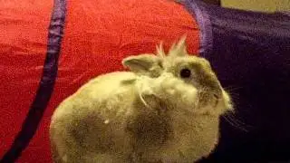 Utsu-Chan's mane in the wind