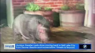 3.24.22 LLN on NEWS12 Pigs Escape Fire Video by @adamloudlabs