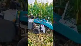 Rural Areas and Farmers-Mr. Feng Single-row corn harvester #Corn harvester #Corn harvester 🤷🏽