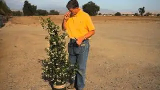 How to Fix an Overgrown Jasmine : Garden Savvy