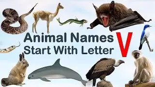 Animal Names starting with Letter V, Spelling, Picture #vocabulary #animals #explore #animalslover