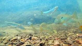 Sunfish Defending Bed Against Aggressive Marauding Minnows