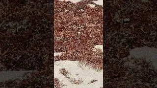 Surprise!!! Hidden figures 8.1.25 #turtles #hatchlings #beach #nature
