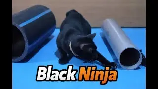 Black Cat vs LED & Toy Mouse &ndash; When Playtime Becomes a Real Adventure