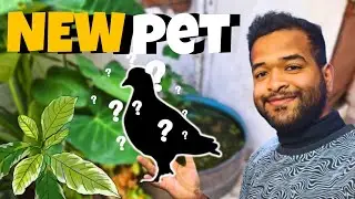 MEET My NEW PET !! 😍 || CROODY YOGI