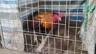 5/2/23 n&oacute;i về asil Pakistan ae tham khảo (hoang nam 0911528548)