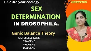 Sex Determination In Drosophila B.Sc 3rd Year||#genetics #sexdetermination#genicbalancetheory.