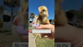 My Impulse Buy vs. My Husbands Impulse Buy&hellip; #chickens #chicks #newcar #impulsepurchase #humor