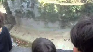 SDC17455