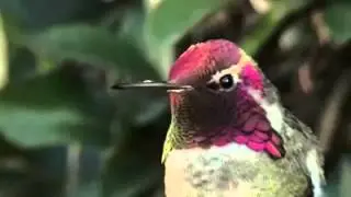Humming bird changing color