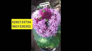 Sale Sale Sale/ Flowering Plants-Varieites at low cost/Combo Sale