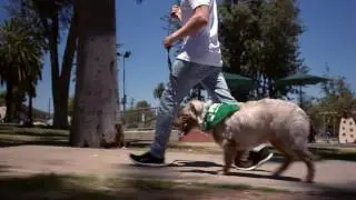 WAG - dog walking app