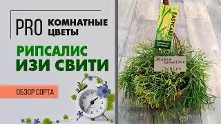Рипсалис Изи Свити - ампельный суккулент | Восхитительный и неприхотливый