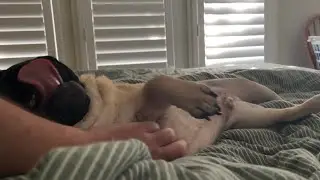 Warning: Extreme Belly Rub Bliss Detected! #PugLife #BellyRubs #PuggyLove #DogComedy #PugOfTheDay