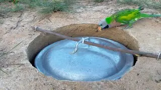 Install Easy New Innovative Parrot Trap Using Simple Tools