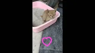 Little Kitten uses the litterbox @Wanttono