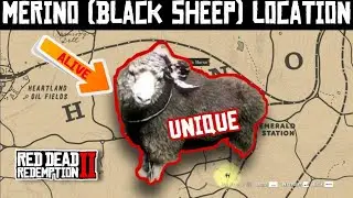 2nd Alive Merino Sheep 🐑🐏 Location