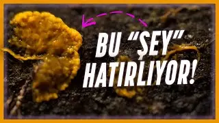 BEYNİ YOK AMA HATIRLIYOR! - Cıvık Mantarın Sıradışı Yeteneği