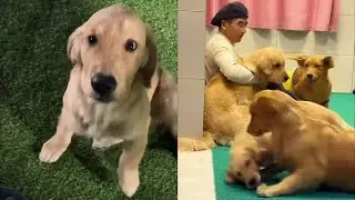 Посмотрите на счастливых собак ночью ❤️#聪明旺豆豆