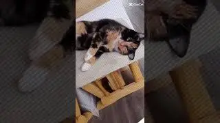 Это турбо супер котик #cat #рекомендации #cute #catlover #kitten #pets #cutecat #animals #котики