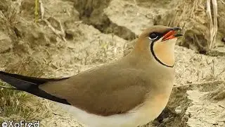 Perdiz-do-mar - vocaliza&ccedil;&otilde;es na Lez&iacute;ria