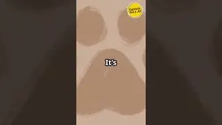 Toe Beans with a Twist  Meet the Polydac