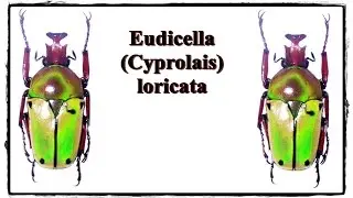 Eudicella (Cyprolais) loricata - Pr&auml;paration / Mounting