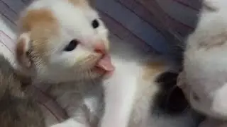 Aksi 