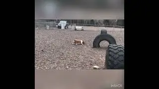 Fetch by Bruno the Basset