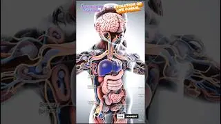 Human Evolution Video by YTCreate in 3 minutes. #viral #viralshorts #viralshort #trending #evolution