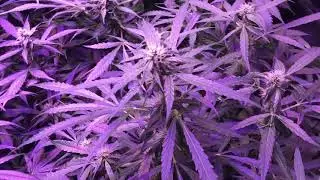 Day 58 Auto Grow- Flowering Autos: Jack Herer, Colorado Cookies and Red Poison.