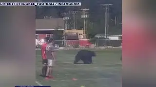 Bear walks onto California football field