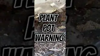 Potted Plant WARNING for Florida Homeowners! 🐜 #shorts #pestcontrol #southflorida