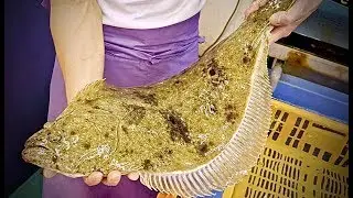 Japanese Street Food,  Flounder  Sashimi Seafood japan