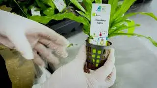 Echinodorus martii at AquaFleur International
