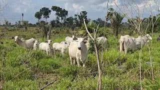 Como está o preço do gado em RORAIMA neste início de ano?