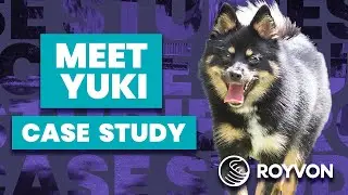Yuki Case Study ❘ Big obedience lessons for a small Pomsky Pup