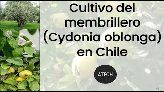 Cultivo del membrillero (Cydonia oblonga) en Chile. ATECH.