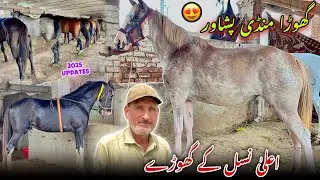 Horse Mandi Ring Road Peshawar 2025 Updates | Desi Racer Horses Arrived | Khyber Social Tv