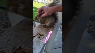 Just Hanging with Huberta the Friendly Squirrel.  #squirrel #chill