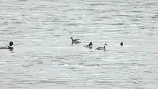 Eared & Horned Grebes in HD