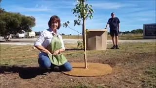 Placing a 1 metre GuardnGrow weed mat around a tree